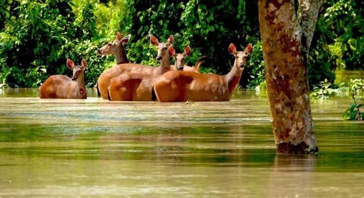 Dibru-Saikhowa National Park