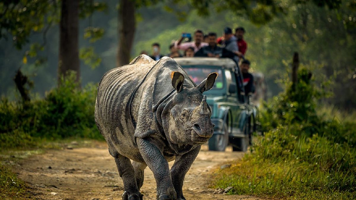 Kaziranga National Park Safari