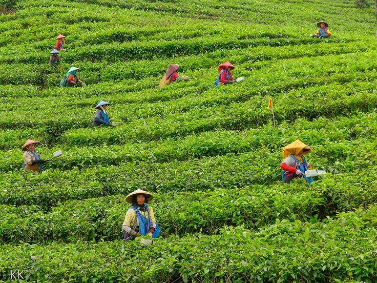 Jorhat - Land of Tea Gardens