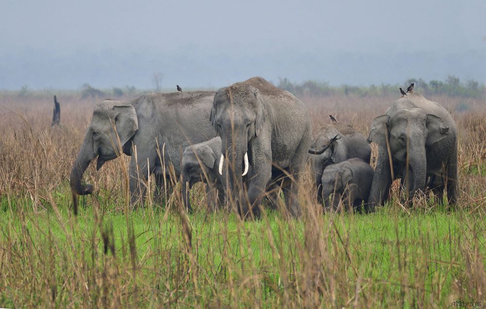 Manas National Park - A UNESCO Biosphere Reserve