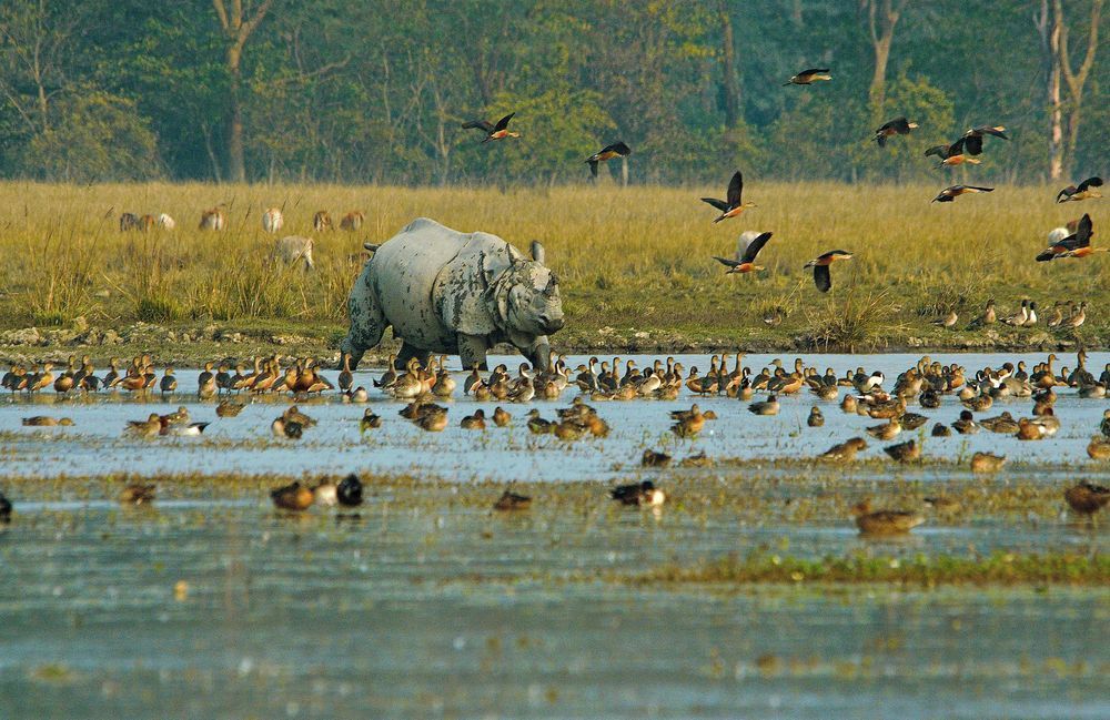 Kaziranga Rhinoceros