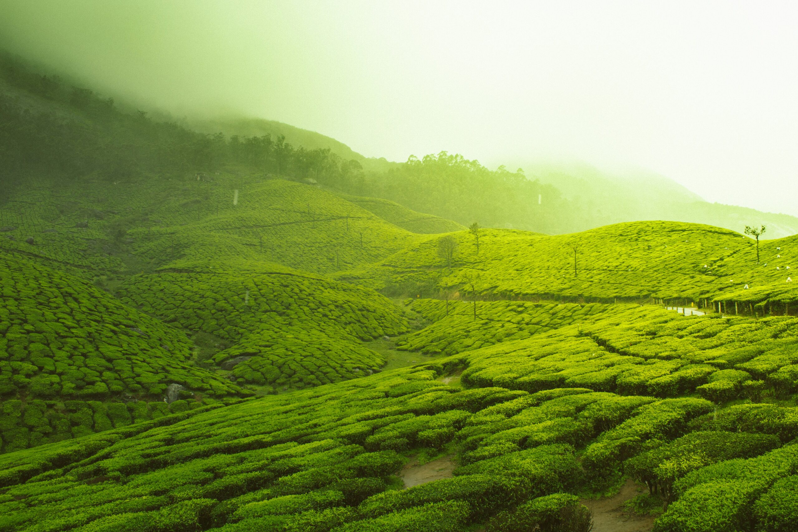 ea Garden Trails of Assam