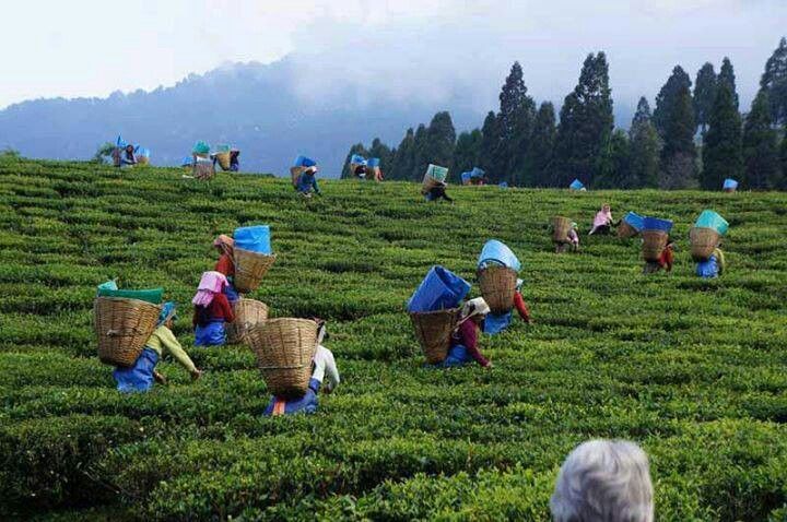 Tea Gardens
