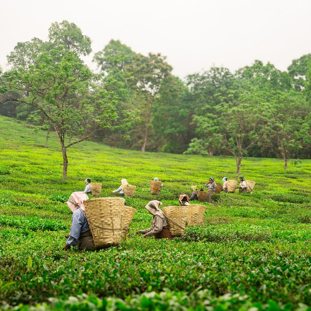 Tea Tourism