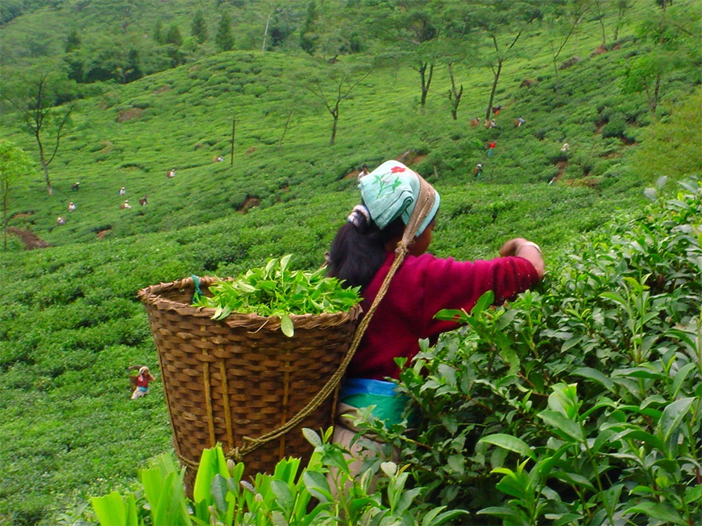 Tea Gardens